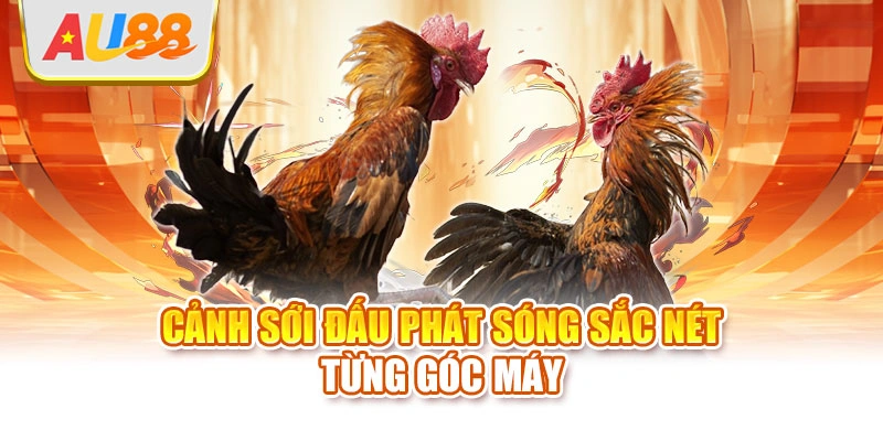 Cảnh sới đấu phát sóng sắc nét từng góc máy